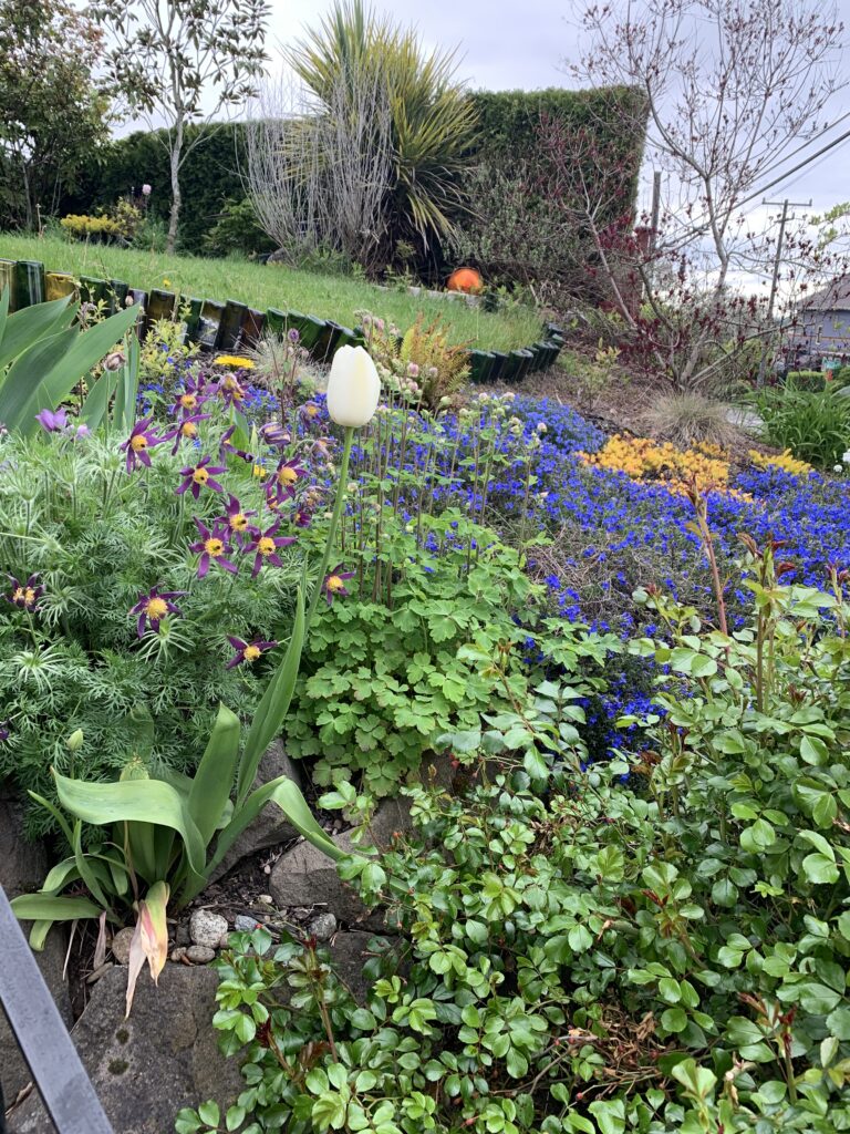 An urban rockery oasis, with multiple textures and colors