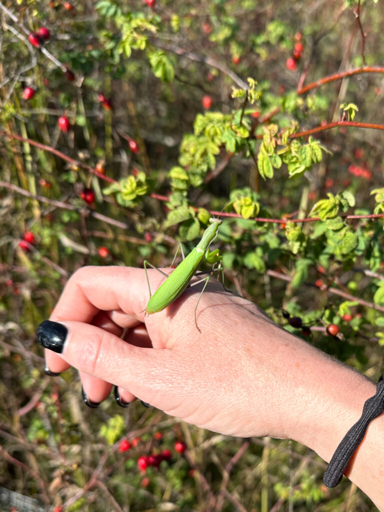 A praying mantis on Rachelle's hand, in a garden
