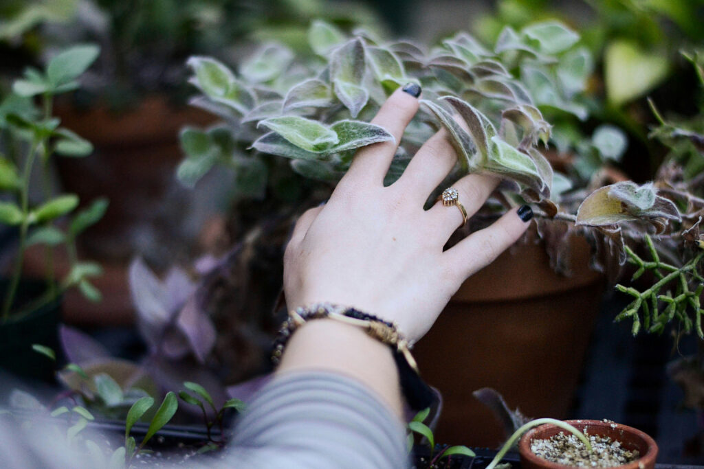 Manicured hand reaching into a beautiful potted foliage plant